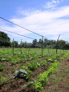 Miguel Angel's row of sesame planted along side of his cucumber, which will climb a trellis.  Climbing a trellis results in cucumbers that are green on all sides (instead of yellow where they rest on the ground), and also helps keep them free of bacterial and fungal soil diseases. 