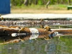 Bees drinking water 2