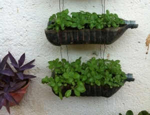 Gallon water bottles make excellent seed trays along the sunny wall in the courtyard.  